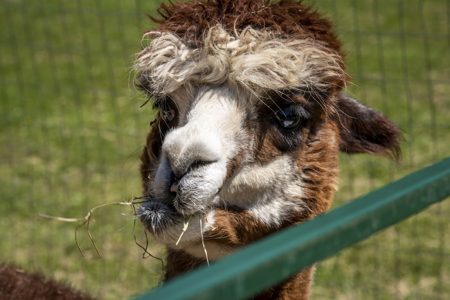 Miss America, an alpaca